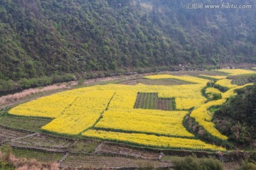 油菜花