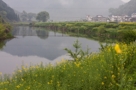 油菜花 河流 村庄 倒影