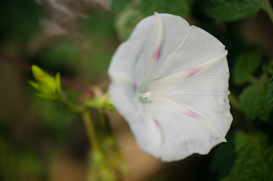 牵牛花