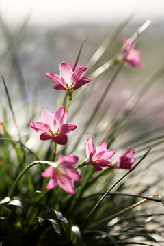 韭兰花 风雨兰 花丛