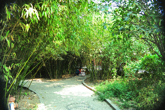 竹林 軒轅故里 可放大素材
