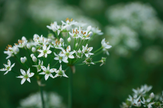 韭菜花