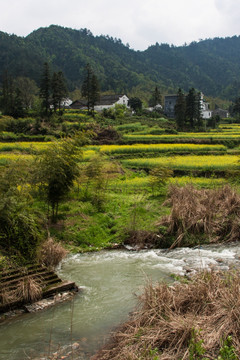 皖南民居 农舍 农村 油菜花