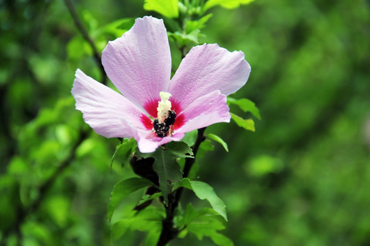 木槿花