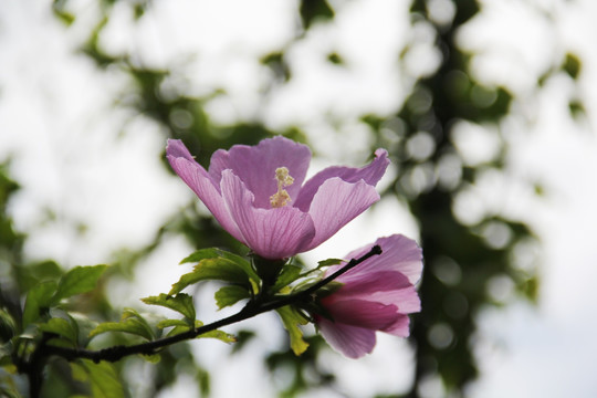 木槿花