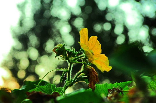 枝叶 花草 果实 可放大素材