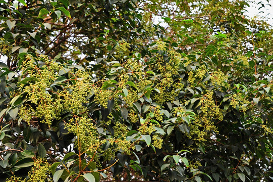 枝叶 花草 果实 可放大素材