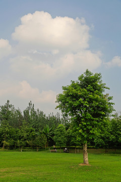 植物素材 公园绿地