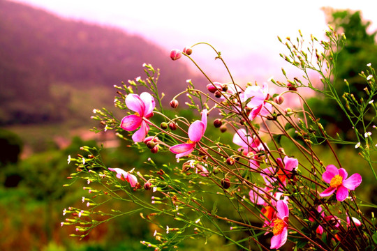 格桑花