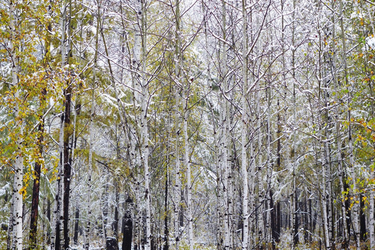 秋林雪韵图