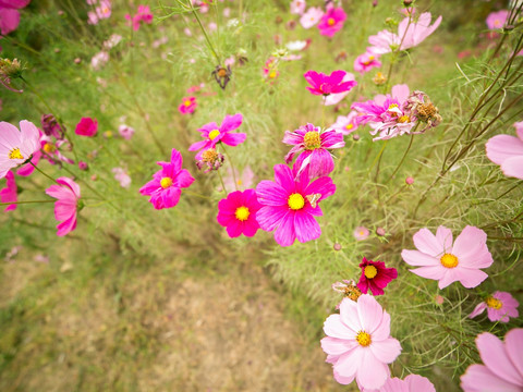 波斯菊 Cosmos 扫帚梅