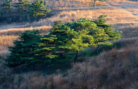 松树