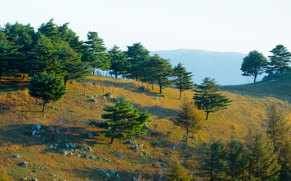 松树