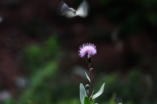 蝴蝶 鲜花 蝶恋花