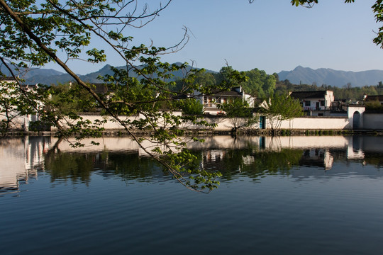 宏村南湖 树枝 春天 倒影