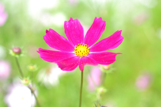 花朵