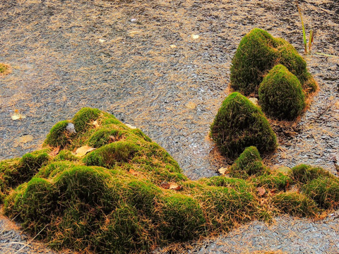 湿地苔藓