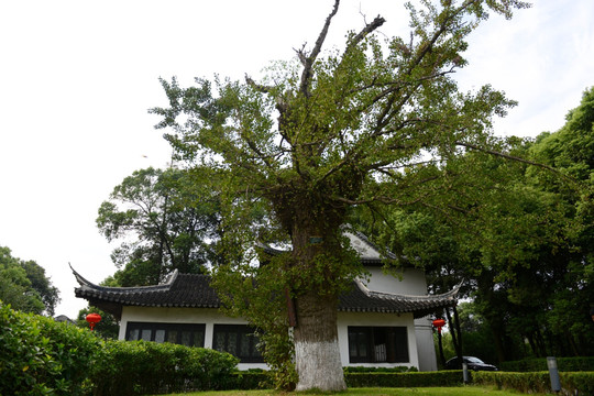 古银杏 寺庙