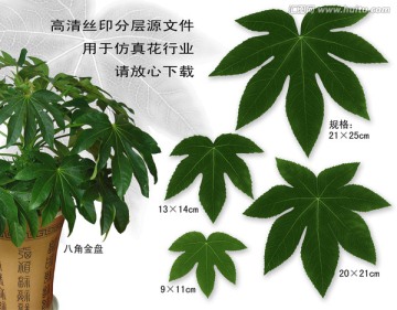 八角金盤