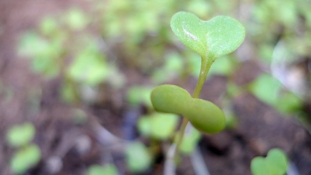 小白菜 菜苗 健康蔬菜