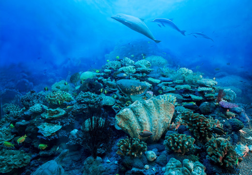 海洋生物