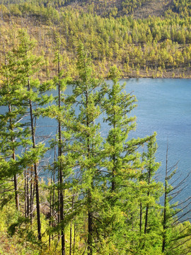 阿尔山 驼峰岭天池森林