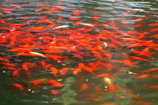 圆明园湖中的金鱼群