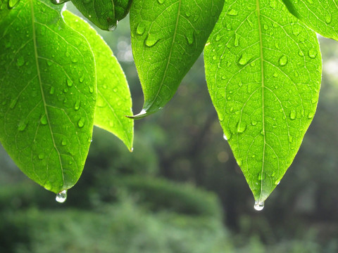 有雨滴的树叶