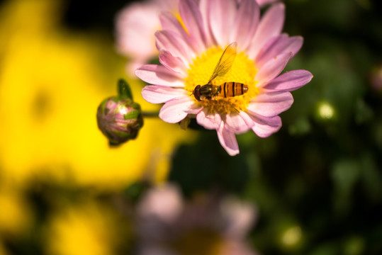 采蜜蜂