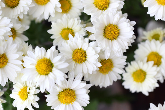 白色 菊花 背景