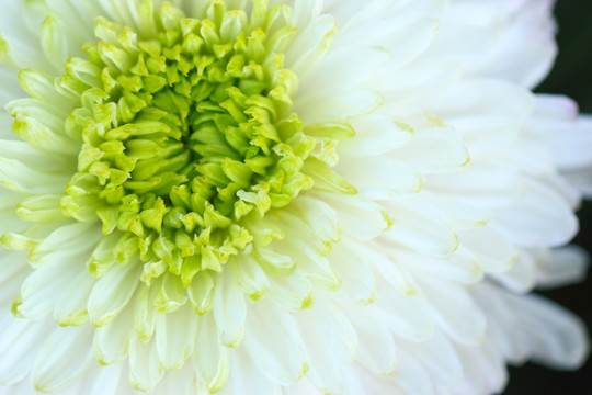 白色 菊 花特写