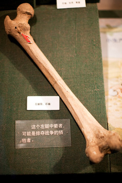 上海自然博物馆 考古 自然科学