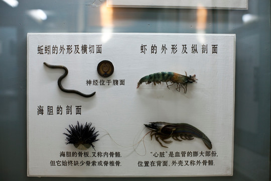 上海自然博物馆 无脊动物 标本