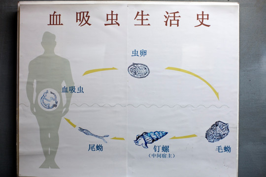 上海自然博物馆 水生物 血吸虫