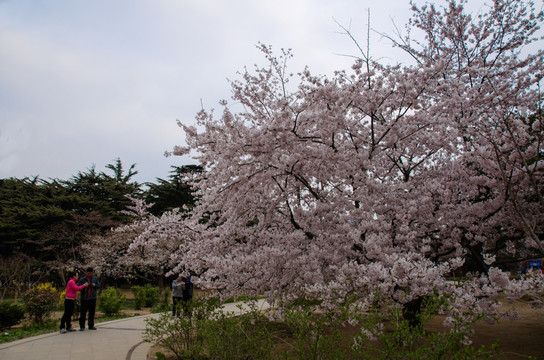 青島中山公園櫻花