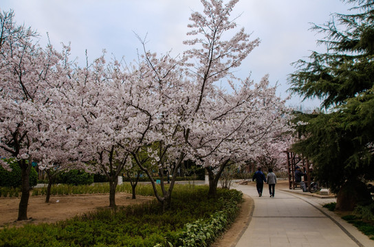 青岛中山公园樱花