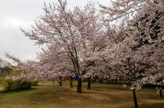 青岛中山公园樱花