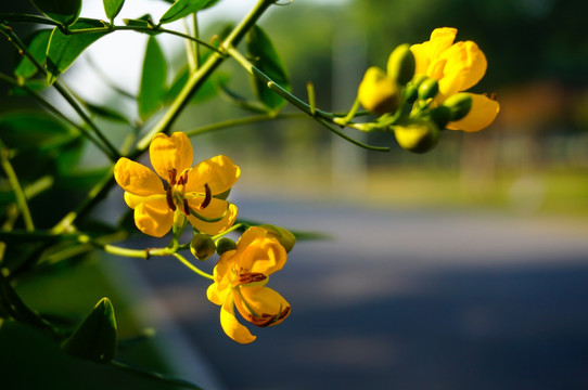 黄花槐