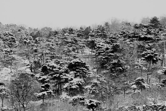 黑白国画泰山冬景