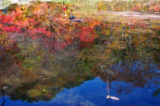 蒲石河风光