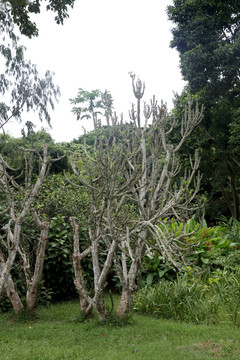 热带植物