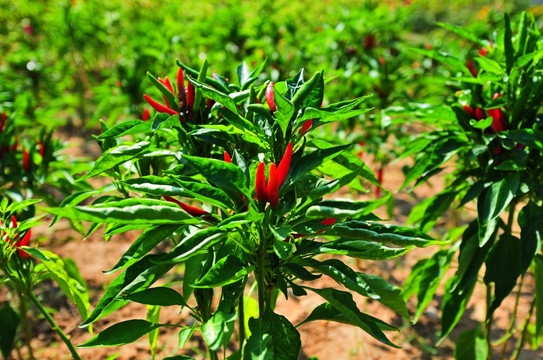 枝叶 花草 果实 可放大素材