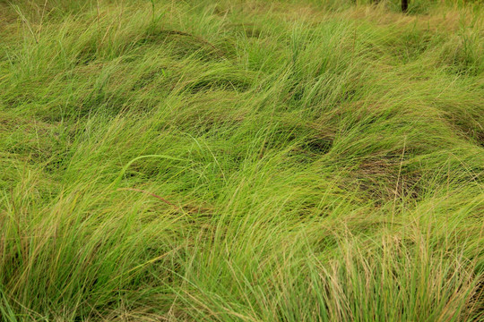 野草