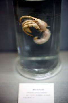 上海自然博物馆 海洋生物 标本