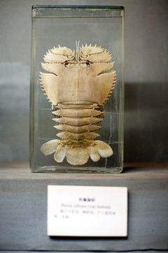 上海自然博物馆 海洋生物 标本