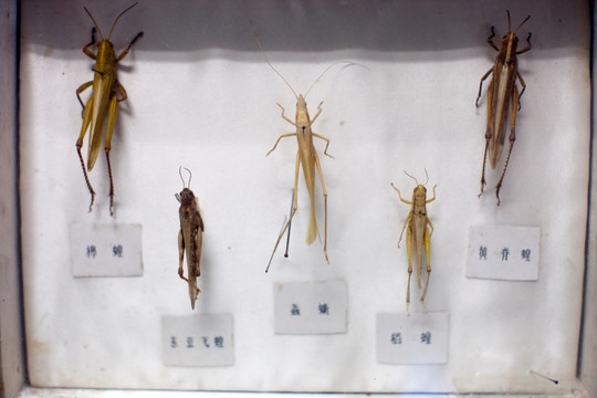 上海自然博物馆 农业害虫 昆虫