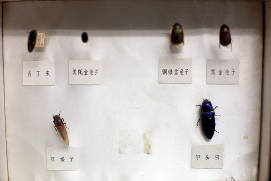 上海自然博物馆 农业害虫 昆虫