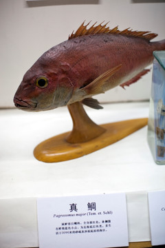 上海自然博物馆 海洋生物 鱼类