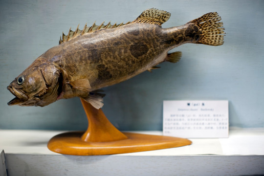 上海自然博物馆 海洋生物 鱼类