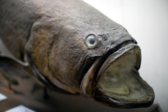 上海自然博物馆 海洋生物 鱼类